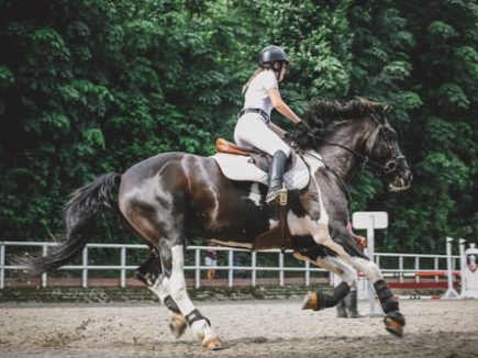 Equitation